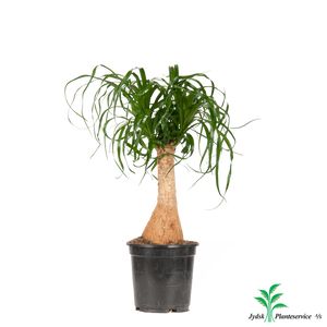 Beaucarnea Recurvata Et-Stam.