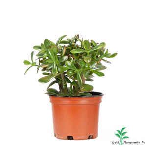 Crassula Ovata Minor