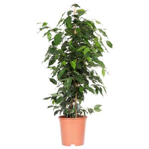 Ficus Benjamina 'Danielle'