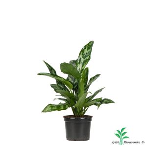 Aglaonema Maria