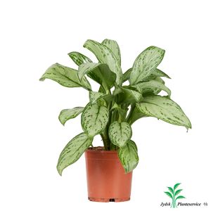 Aglaonema Silver Queen