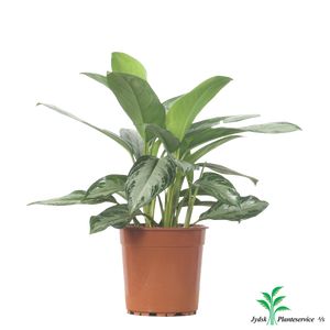 Aglaonema Silverbay