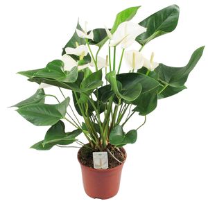 Anthurium Andreanum