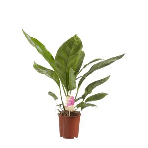 Anthurium Jungle Bush