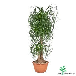 Beaucarnea Recurvata Forgrenet