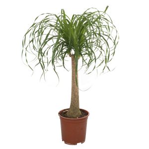 Beaucarnea Recurvata Et-Stam.