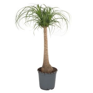 Beaucarnea Recurvata Et-Stam.