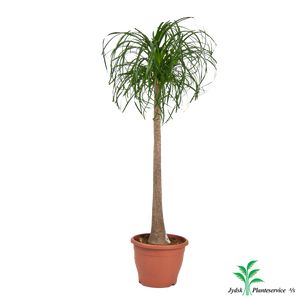 Beaucarnea Recurvata Et-Stam.