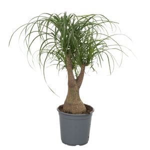 Beaucarnea Recurvata Forgrenet