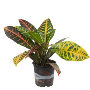 Codiaeum Var. Petra