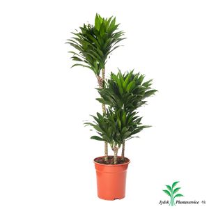 Dracaena Compacta 3Pp