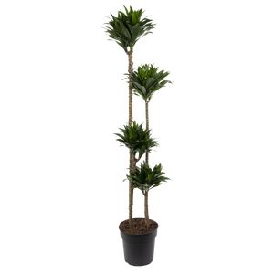 Dracaena Compacta 4 Pp