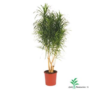 Dracaena Reflexa Anita Forg.