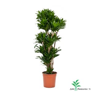 Dracaena Compacta Forg.