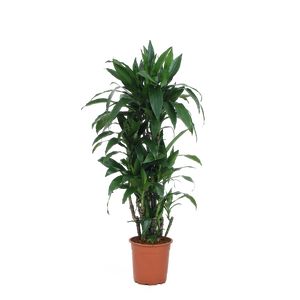 Dracaena Janet Craig