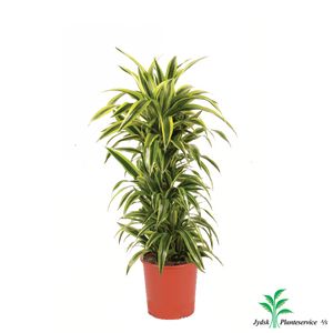 Dracaena Lemon Lime forgr.
