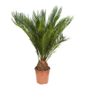 Cycas Revoluta