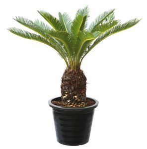 Cycas Revoluta