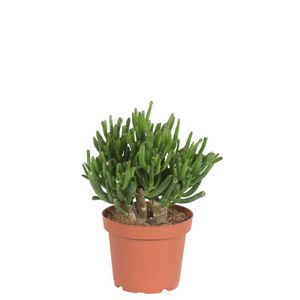 Crassula Horntree