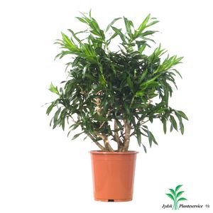 Dracaena Song Of Jamaica