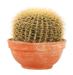 Echinocactus Grusonii