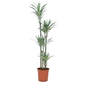 Dracaena Warneckii 4-Stam. 170 Cm.