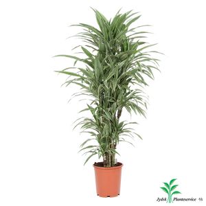 Dracaena Warneckii Forgr.