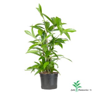 Dracaena Surculosa