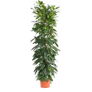 Ficus Cyathistipula på rør