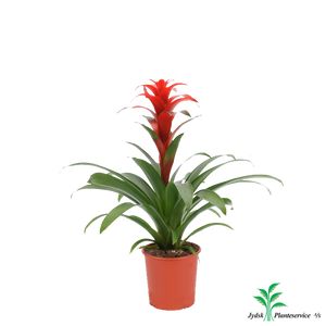 Guzmania Rana Rød 45 Cm