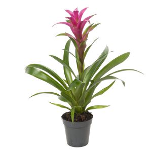 Guzmania