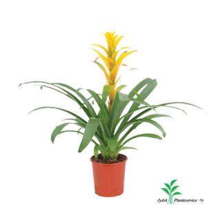 Guzmania