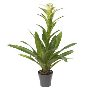 Guzmania