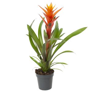 Guzmania