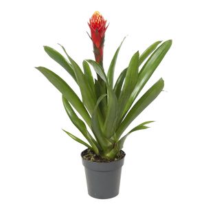 Guzmania Torch 45 Cm