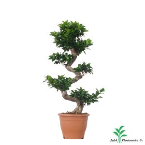 Ficus Microcarpa Bonsai