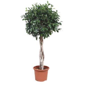 Ficus Microcarpa 'Nitida' Opstam.