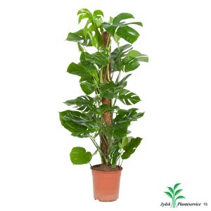Monstera Deliciosa Mosstok