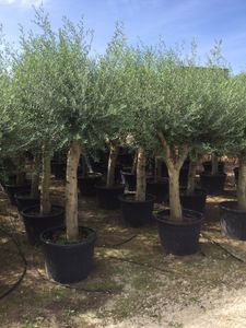 Olea Europaea 280 cm. Opstammet P.Ø65