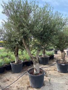 Olea Europaea 260 Cm Forg. P.Ø65