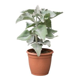 Kalanchoë Beharensis