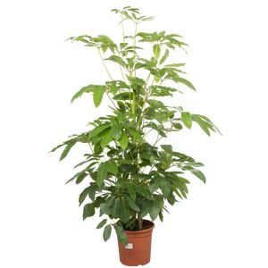 Schefflera Amate