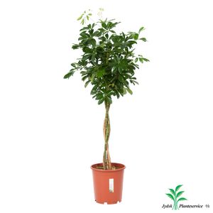 Schefflera Arboricola Compacta Opst.