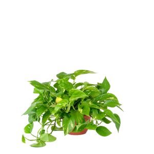 Epipremnum Pinnatum 15 Cm.