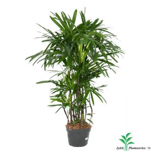 Rhapis Excelsa