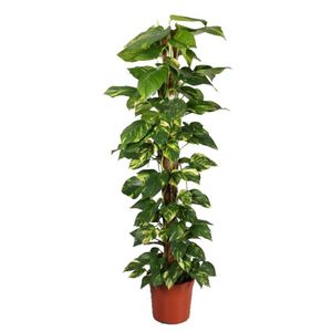 Epipremnum Pinnatum Mosstok