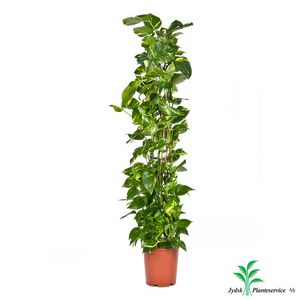 Epipremnum Pinnatum På Rør