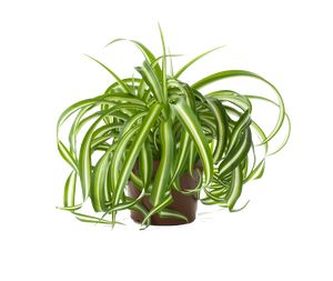 Chlorophytum Comosum