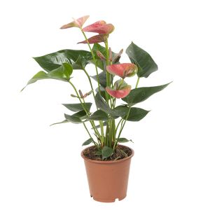 Anthurium Andreanum