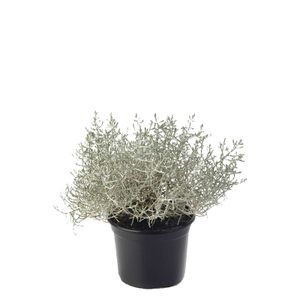 Calocephalus Brownii